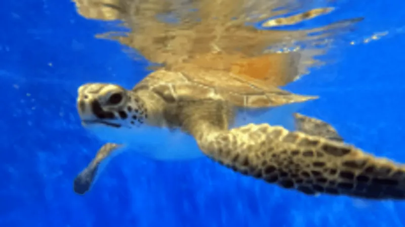 Turtle time: Nine rescued shelled sweethearts set for a 10 a.m. ocean sendoff