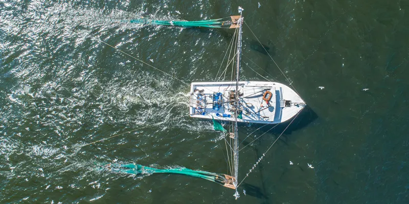Shrimp industry faces new pressure after ruling