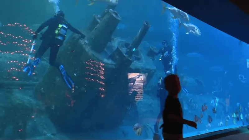North Carolina Aquarium at Pine Knoll Shores celebrates 50 years