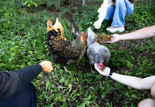 Dig In at the Campus Garden welcomes new and returning students to campus