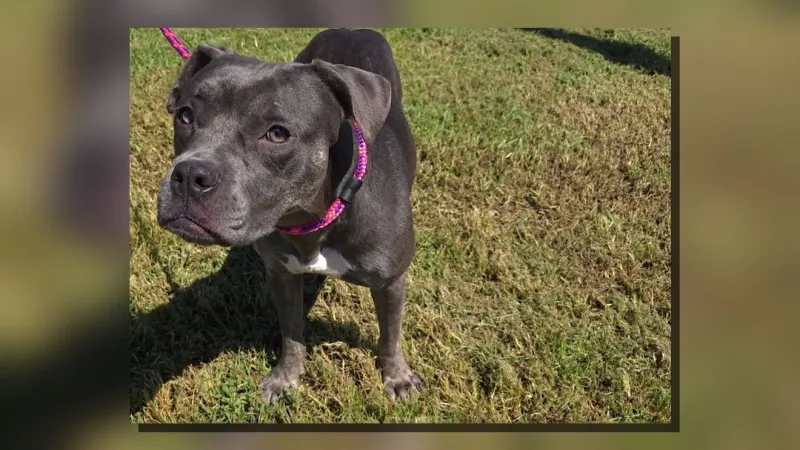 Shelter confirms Roxy's sweet, leash-ready and waiting at Craven-Pamlico Animal Services