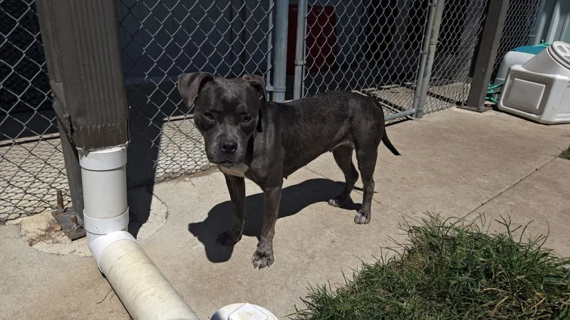 Roxy, 2-year-old pit bull terrier mix, available for adoption at Craven-Pamlico shelter