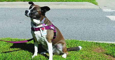 From Shelter to Service: Boots joins Harris Regional Hospital and Swain Community Hospital as Certified Therapy Dog