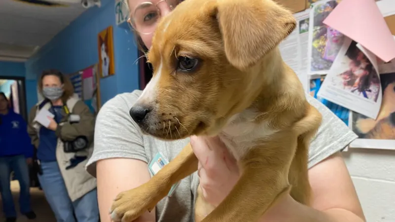 Carteret Humane Society seeks adopters as shelter fills up ahead of Sept. 19 event