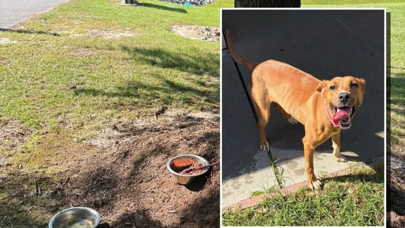 Beaufort County Animal Services seeks information after dog found tied to tree