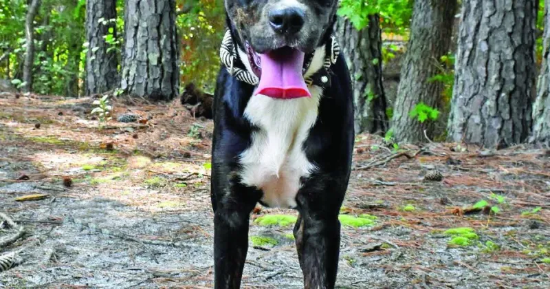 Pet of the Week: Waffle