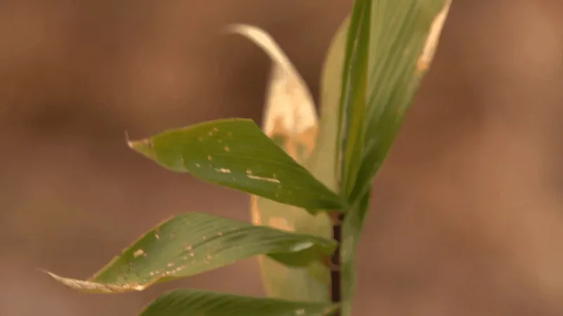 'Raising Cane': New documentary highlights Cherokee involvement in rivercane