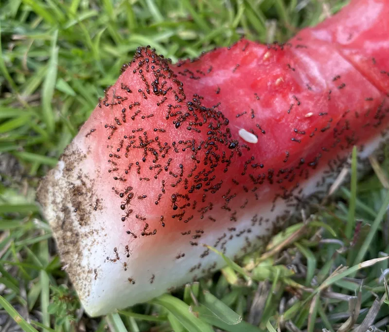 Pest or purpose, tiny ants play outsized roles in our world