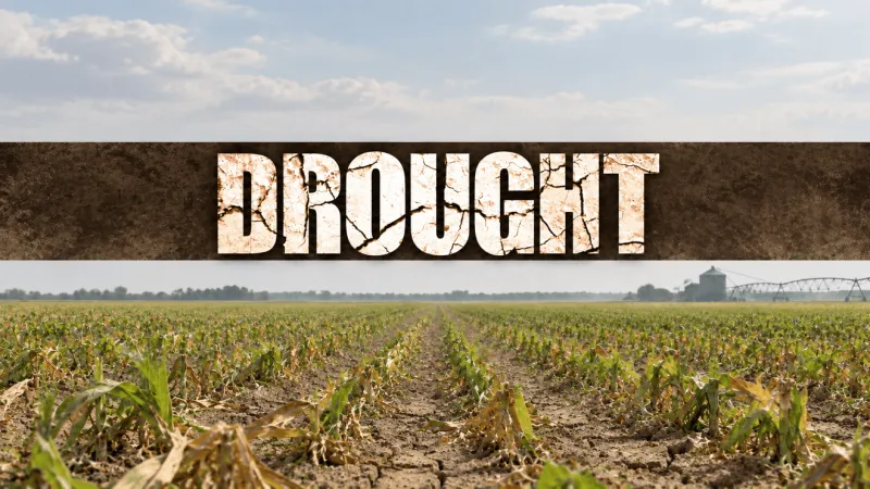 USDA declares Pitt and Greene primary disaster areas, opening emergency loans for farmers