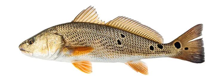Fisheries to hold red drum scoping period through October