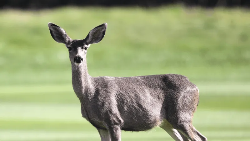 Roper fire department becomes deer CWD testing drop-off site