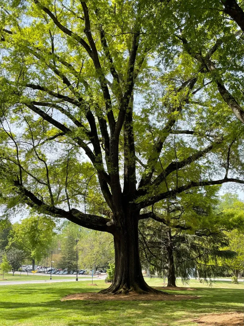 Editorial: paying attention to trees