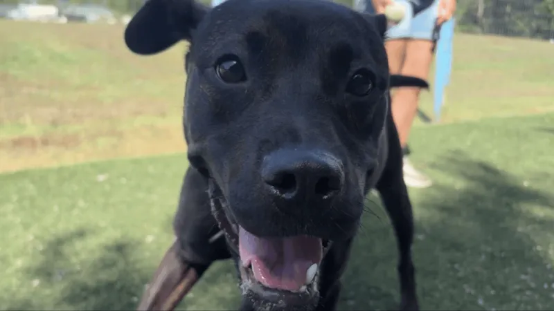 Steel, 11 months old, seeks home after more than a month at Carteret County shelter