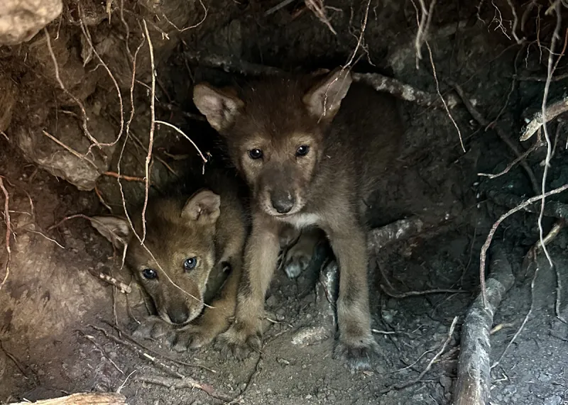 Online informational meeting on red wolf recovery Sept. 29