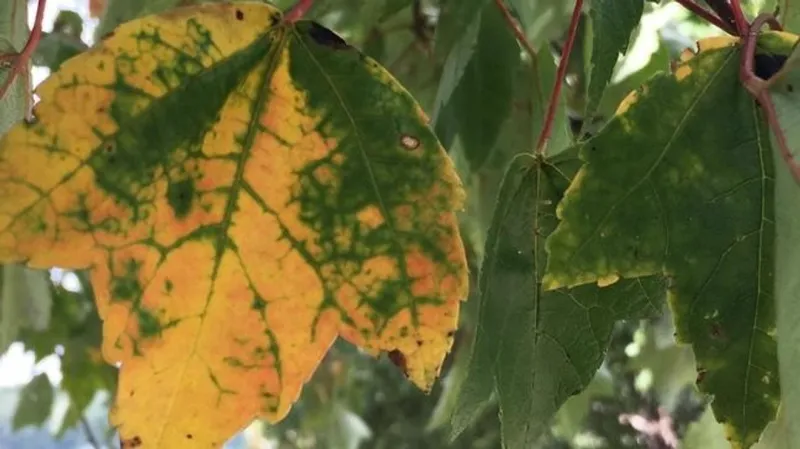 Expect a warmer-than-average October, climate experts say