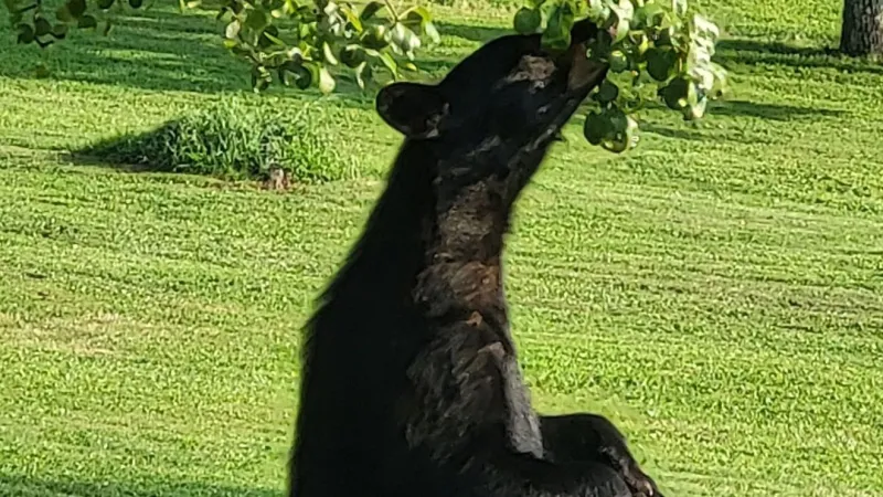 Bear that injured north Asheville resident won't be euthanized, NC wildlife says