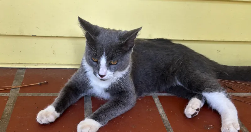 Found Cats, Two Young Cats in Southern Pines (one grey, one is grey and white)