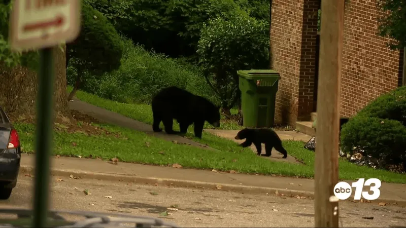 Bears are in 'super mega eating mode': Wildlife expert urges securing attractants