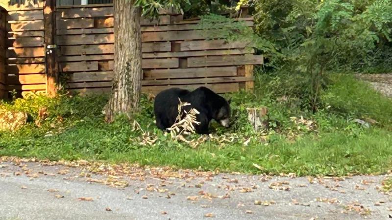 'Dolly' the bear gets second chance as petition gains over 21,000 signatures