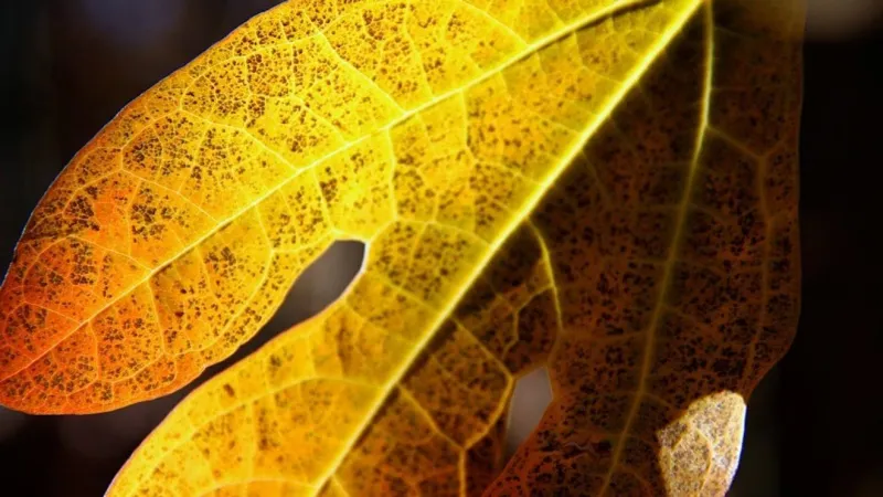 Fall will arrive with a noticeable cool-down across the mountains