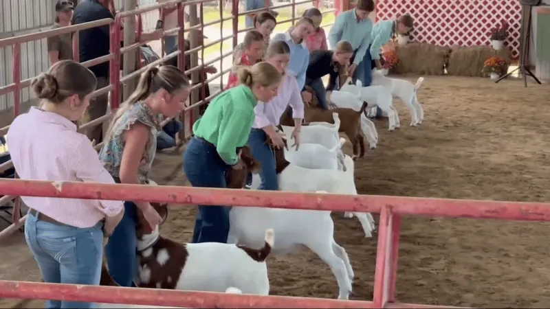 Pitt County Fair draws youth exhibitors, with goats featured at American Legion fair
