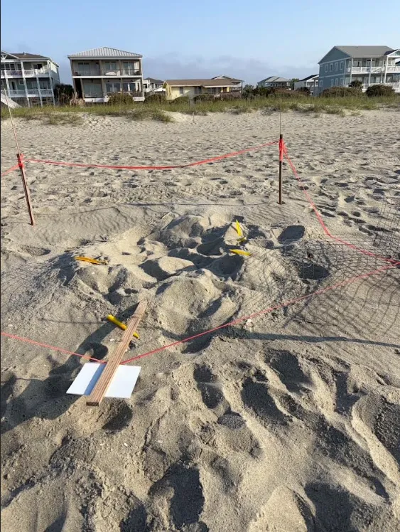 Holden Beach Police investigate vandalized loggerhead nest