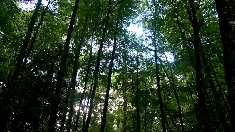 NC Wildlife advances habitat restoration efforts in Pisgah, Nantahala national forests