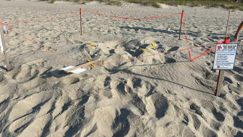 Holden Beach police investigate vandalism of sea turtle nest