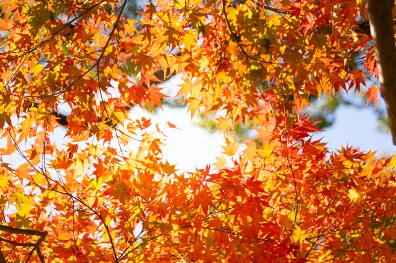 MATTHEWS: The signs of fall emerge