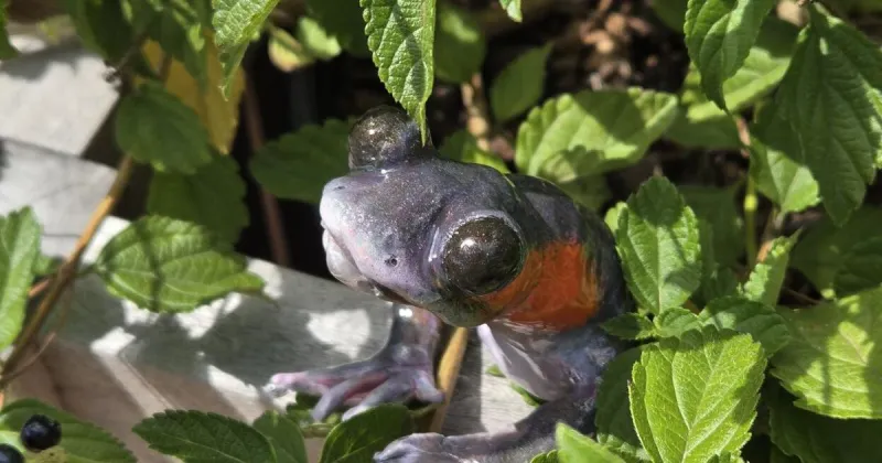 New public art project underway: Salamander Scavenger Hunt