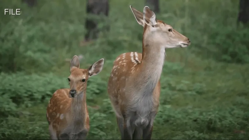 24/7 deer testing drop box set at Fountain fire department after CWD case confirmed