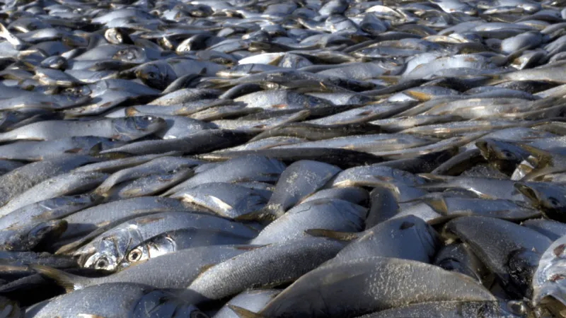 Fish kill reported across 15 miles of Neuse River near New Bern