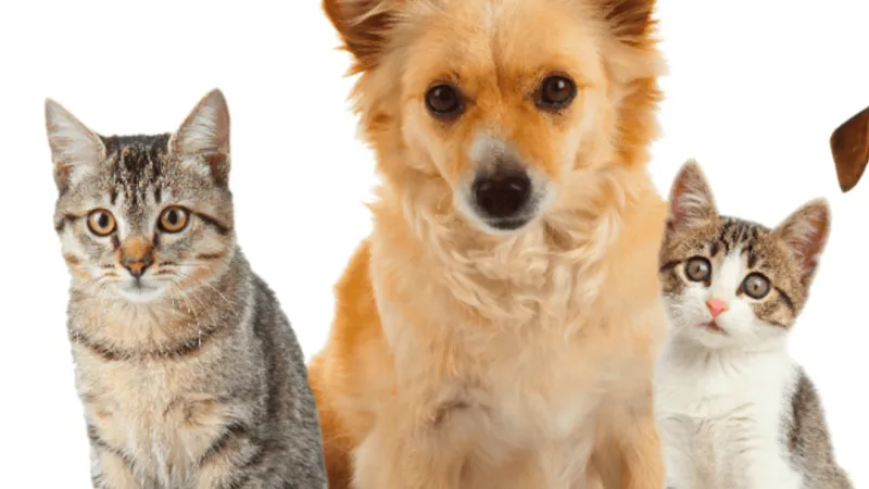 Craven-Pamlico Animal Services offers free cat and dog adoptions Friday, Saturday