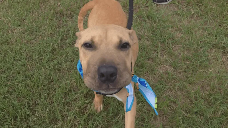11 puppies arrive at Lenoir County SPCA, including Sweet Lips seeking a home