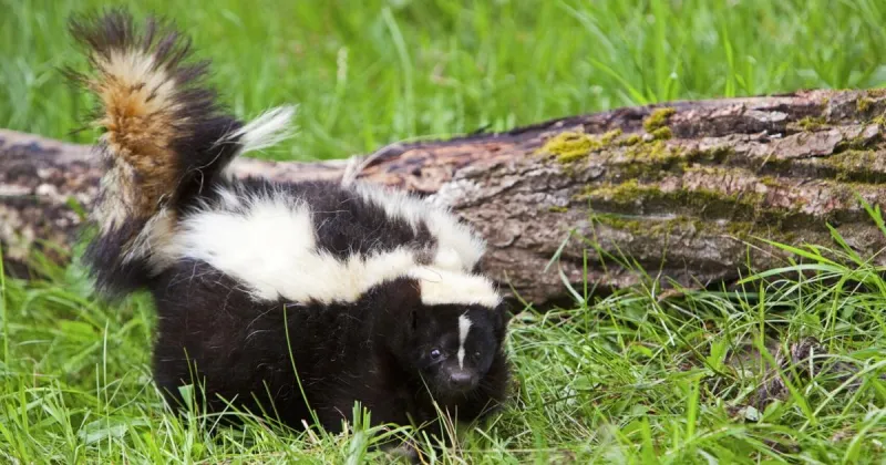 3 rabies cases report in Caldwell County in 2026; skunk tested positive on Sept. 22