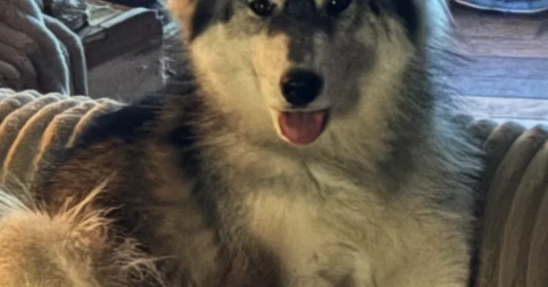 Lost Dog, White and Gray Husky in West End UPDATE: FOUND