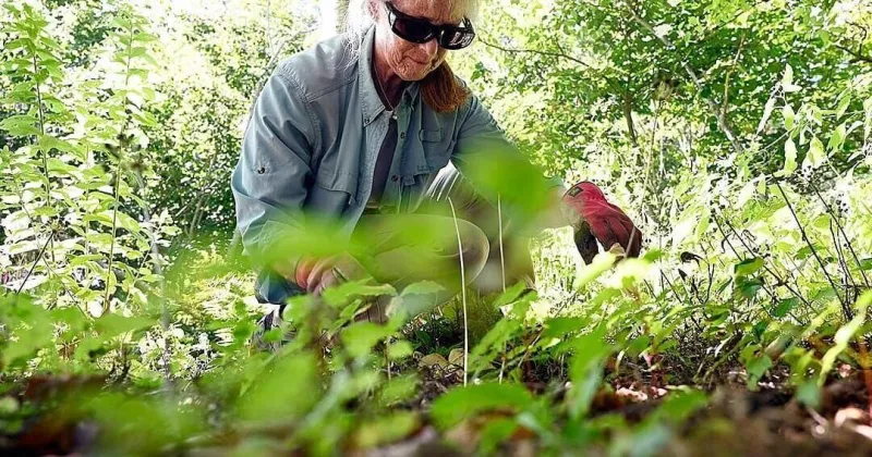 To control weeds in your garden, late summer and early fall is the best time to make a difference
