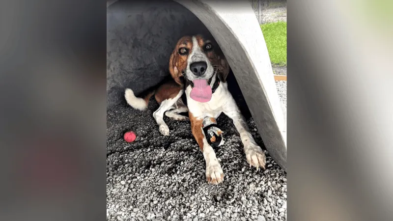 Heartworm to happy home: Banjo marks 1 year since his shelter adoption