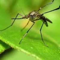 Forsyth County reports human case of West Nile Virus