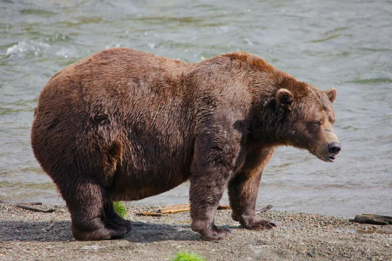 Fat Bear Week opens for Alaska's heavyweight crown. Can Chunk, the 1,200-pound champ, win again?