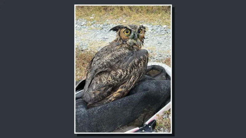 Owl's well that ends well: GUC staff help exhausted bird recover