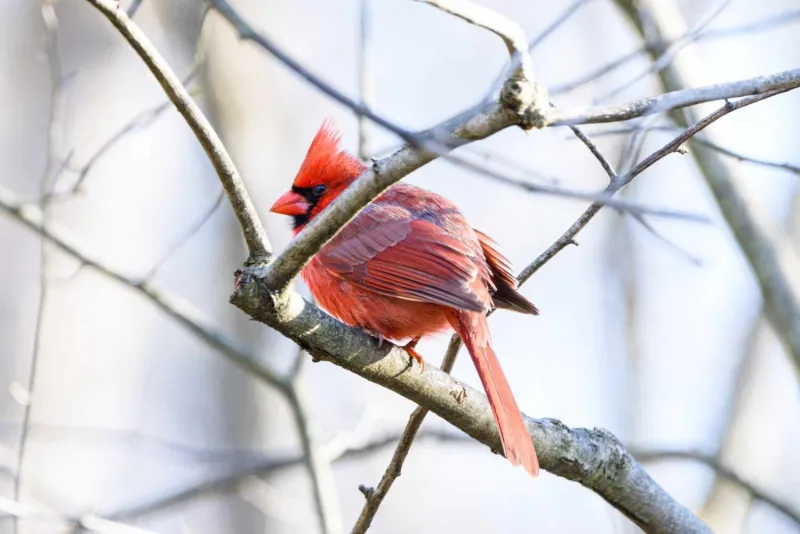 Forest landscapes and birdsong soundscapes have independent physical health benefits