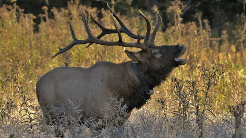 VIDEO: Elk encounter caught on camera; GSMNP warns visitors to take precautions