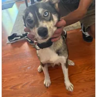 Found Dog, Husky Mix in Aberdeen