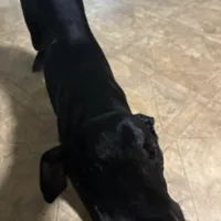 Lost Dog, Black Lab Mix in Eagle Springs UPDATE: FOUND