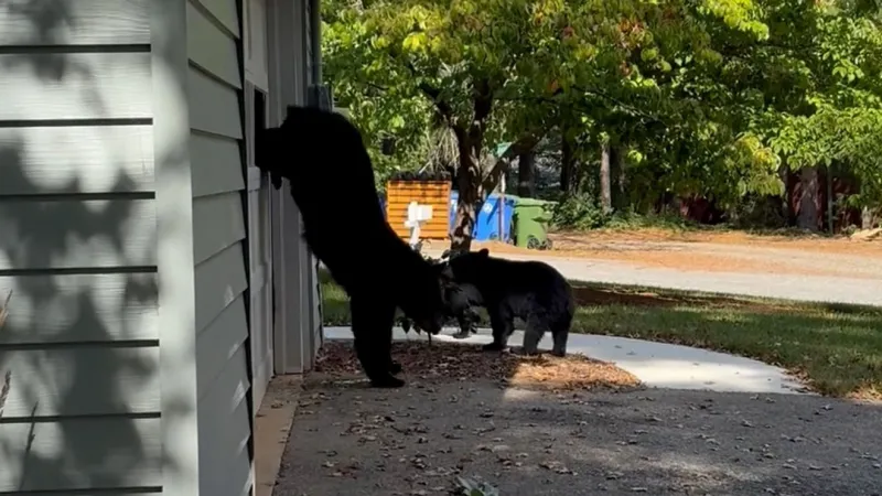 VIDEO: Black bear breaks through garage door window in search of food
