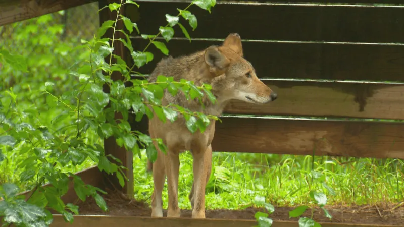 U.S. Fish and Wildlife Service to host virtual meeting on red wolf recovery