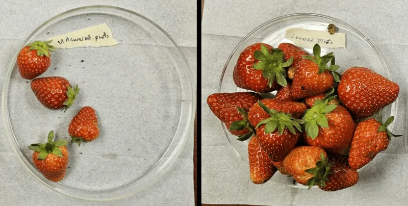 How a new textile fabric could triple production in strawberry plants