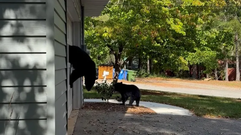 Asheville bear break-in shows why wildlife officials urge residents to secure food