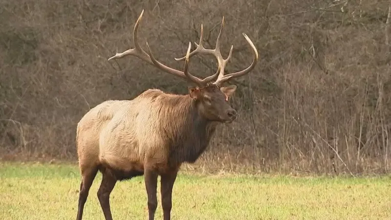 There are no plans to euthanize elk from social media video, national park official says